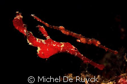 is this a red ghost pipefish or what!! by Michel De Ruyck 